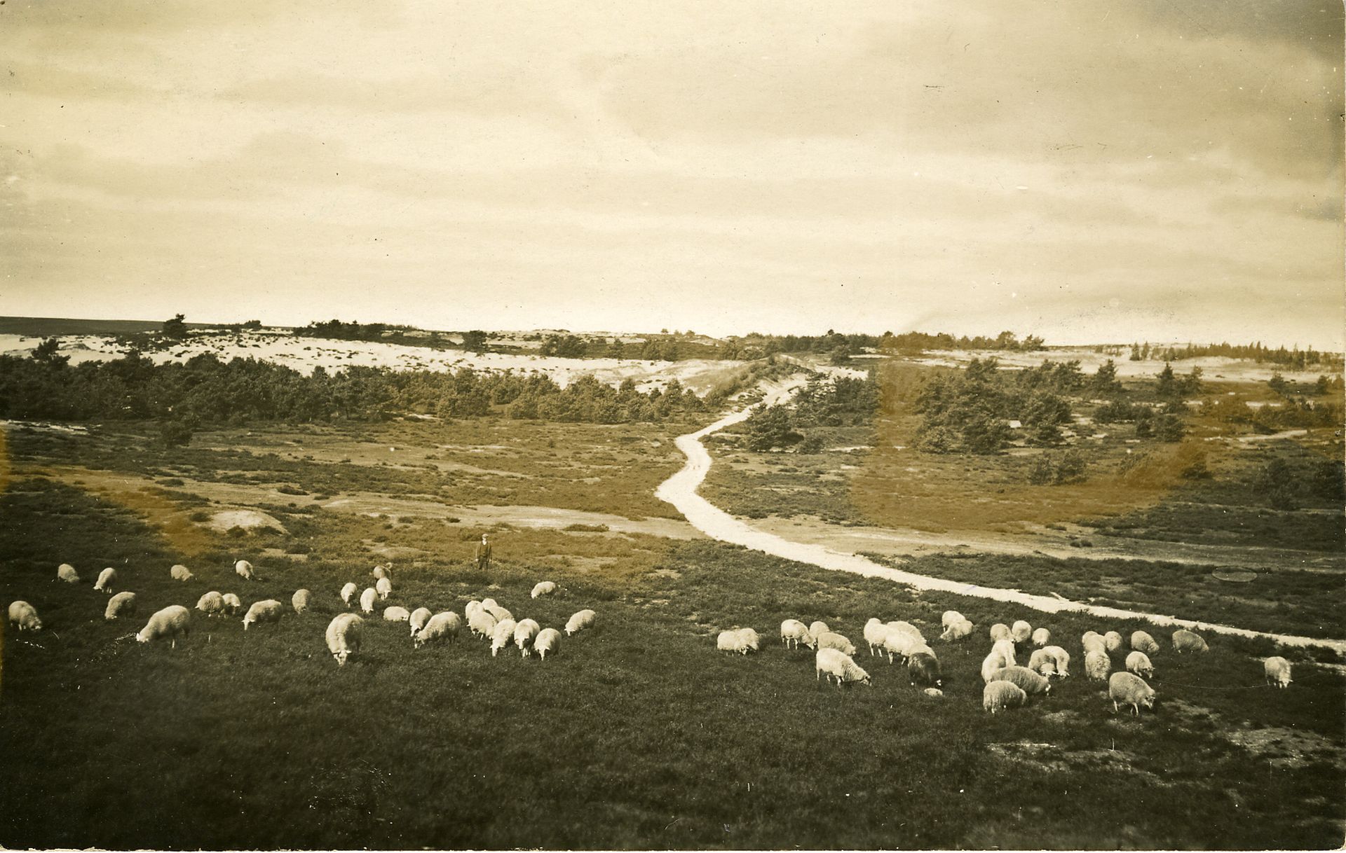 Heidelandschap bij De Steeg met schaapskudde, voor 1940.